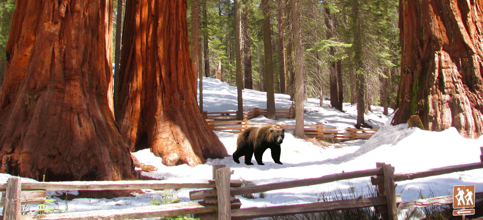 winter  trip to Yosemite Mariposa Grove of Giant Sequoias wintertime  guided tours
